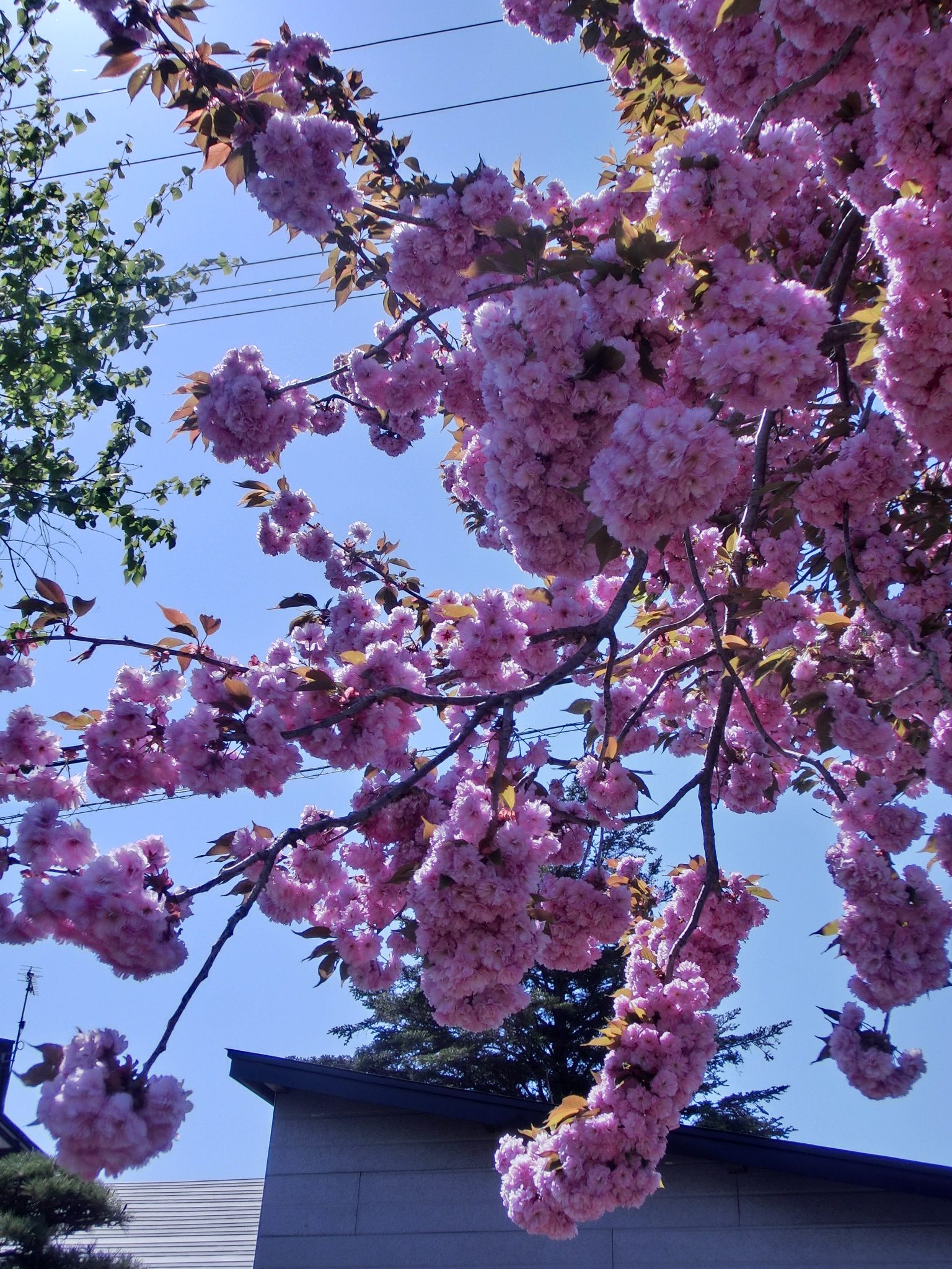 芝桜満開