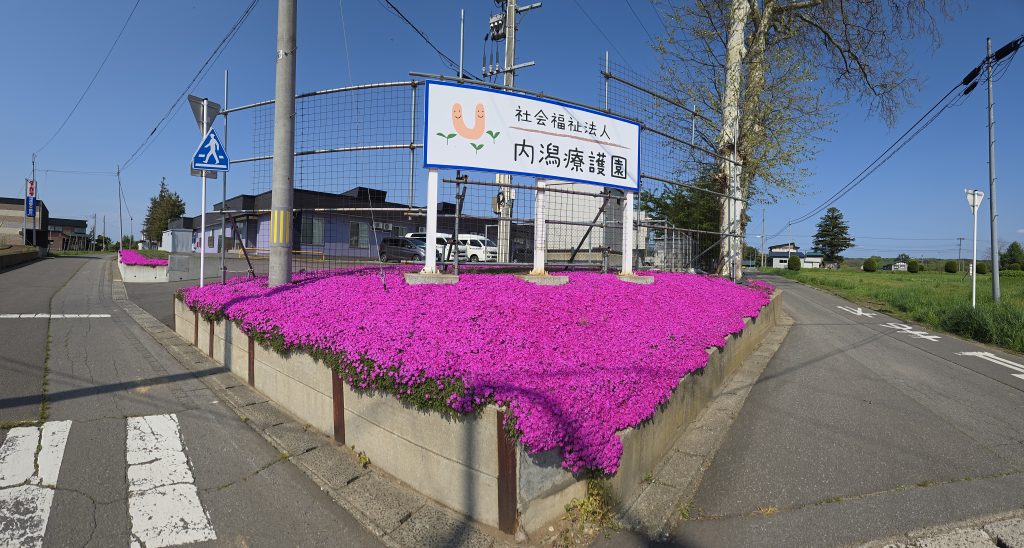 芝桜が咲きました🌸