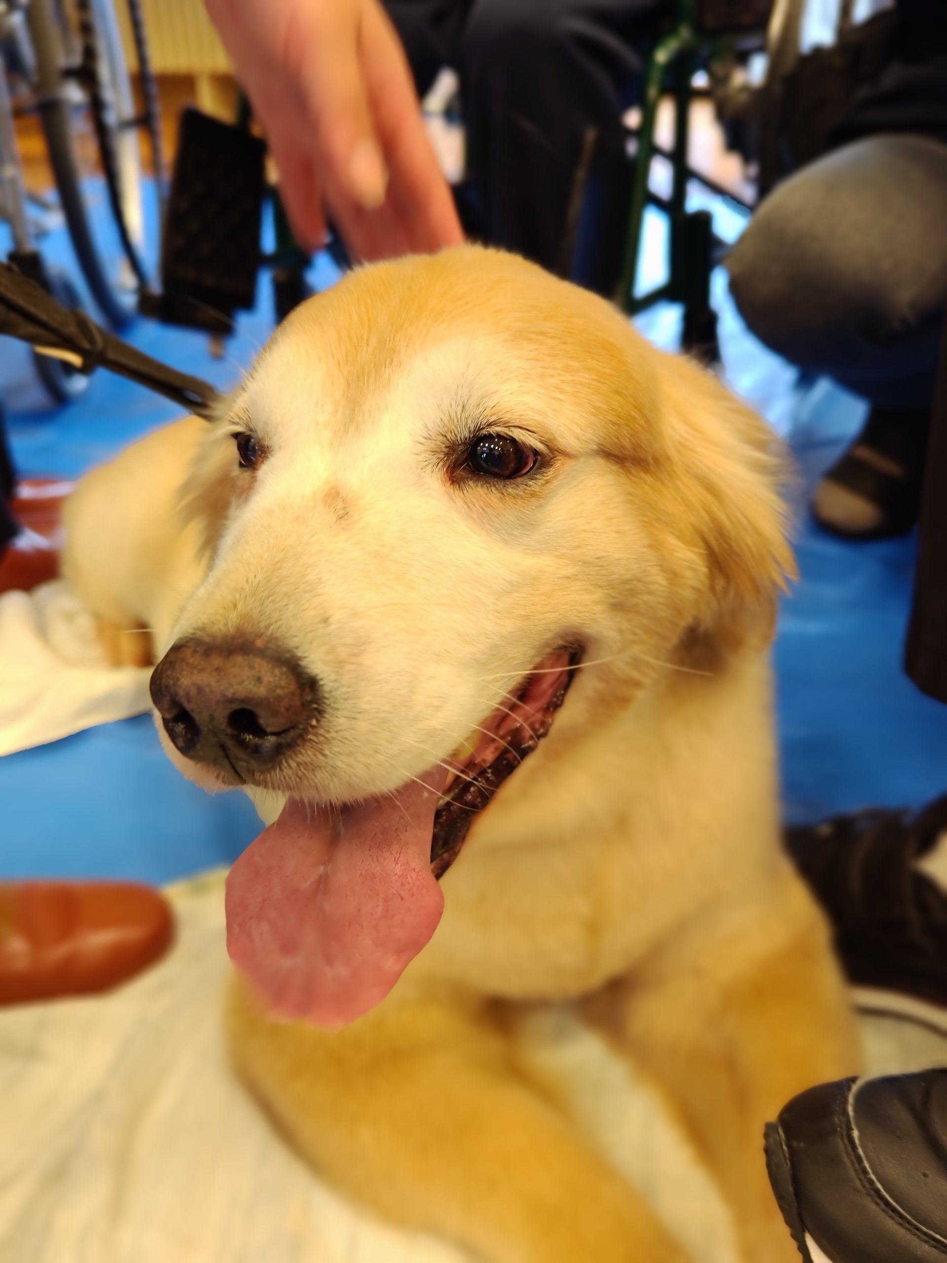 🐶動物ふれあい交流会🐇
