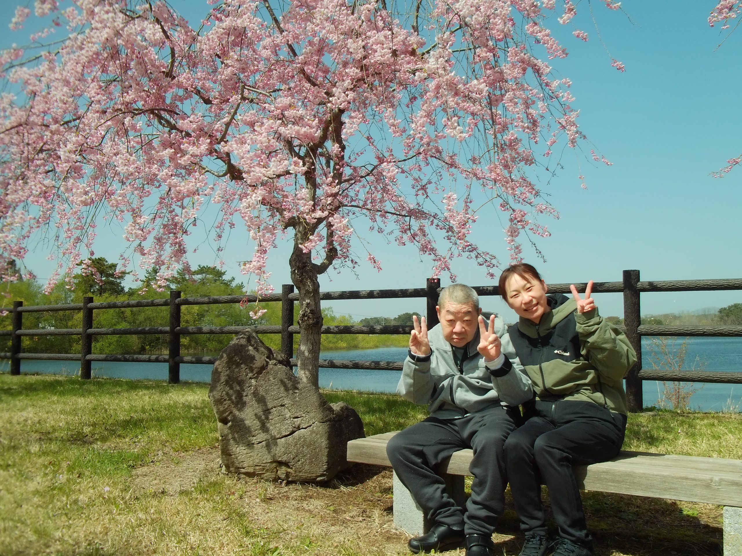 ケアホーム　🌸お花見外出🌸